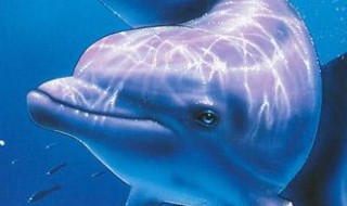 海豚的象征意义 海豚的象征意义名字