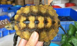 石龜怎么養殖方法 石龜怎么養殖方法視頻