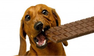 狗吃巧克力会怎么样（狗吃巧克力会怎么样会有什么后果）