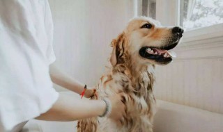 在家怎么给小狗洗干净 在家怎么给小狗洗干净耳朵