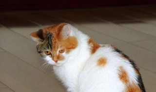 猫咪睡觉时为什么把身体卷成团 猫咪睡觉的时候为什么把身体蜷成团