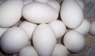 鹅蛋的营养（鹅蛋的营养价值及功效与作用）