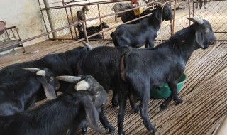 黑山羊养殖技术（黑山羊养殖技术和管理方法）