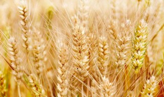 小麦收了怎么保存 小麦收了怎么保存不会坏