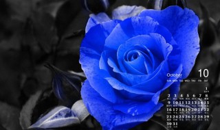 蓝玫瑰的花语 蓝玫瑰的花语和寓意