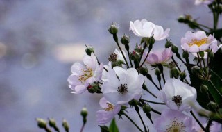 野蔷薇花语 野蔷薇花语象征与寓意是什么