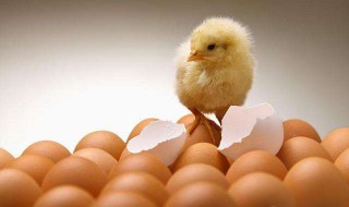 先有鸡还是先有蛋 先有鸡还是先有蛋科学解释