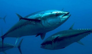 黄鳍金枪鱼营养价值及功效 黄鳍金枪鱼营养价值及功效幼儿可以吃吗
