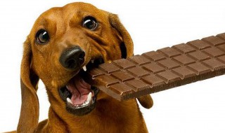 狗吃了巧克力怎么补救 狗吃了巧克力怎么补救视频