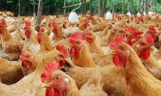 肉鸡养殖技术（肉鸡养殖技术和方法）