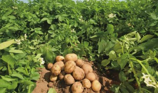土豆种植技术（土豆种植技术全过程）