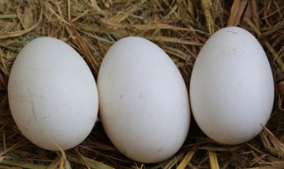 打开的鹅蛋怎么保存 打开的鹅蛋怎么保存最好
