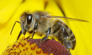 有关蜜蜂的资料 有关蜜蜂的资料50字