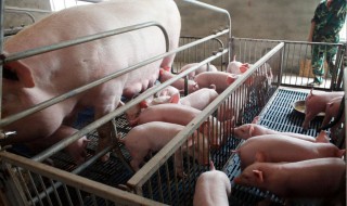 母猪养殖技术（母猪养殖技术视频）
