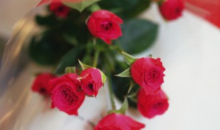 玫瑰花朵数代表的含义 玫瑰花朵数代表的含义1-10