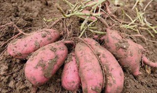红薯种植（红薯种植时间和方法）