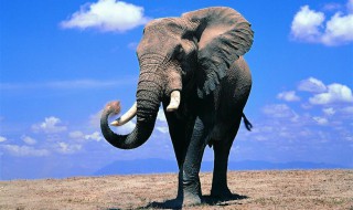 公象母象都有象牙吗（公象母象都有象牙吗图片）