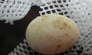 鹅蛋上有粪便怎么储存 鹅蛋上有粪便怎么储存最好