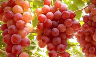 树葡萄是凉性还是热性 树葡萄是凉性的吗
