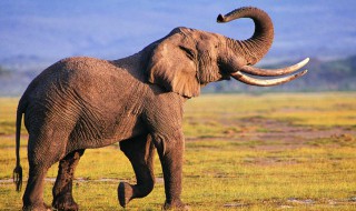 大象是什么（大象是什么科动物）