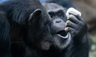 大猩猩寿命 银背大猩猩寿命