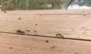 红火蚁是什么 红火蚁是什么样子