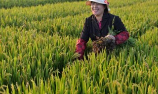 世界上最早种植水稻的国家是 世界上最早种植水稻的国家是哪个国家