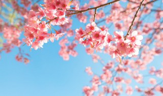 樱花树下歌词 樱花树下歌词表达什么意思