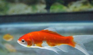 金鱼怎么看雄性和雌性（金鱼怎么辨别雌性和雄性）