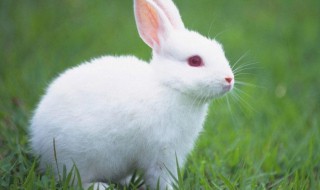 兔子拔毛是不是要生了 兔子拔毛之后多久会生