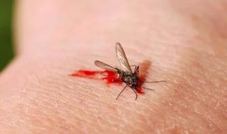 怎么判断床上有螨虫还是蚊子咬的（怎么判断床上有螨虫还是蚊子咬的图片）