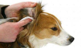 怎么分辨耳螨和耳朵脏（怎么区分耳螨）