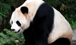 野生大熊猫分布 中国野生大熊猫分布