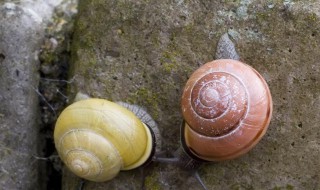 蜗牛怎么养才能养活 蜗牛怎么养才能养活家养
