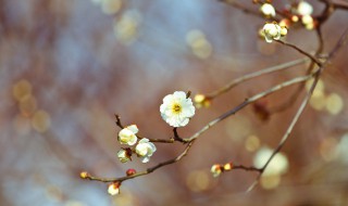 立春的节气特点简写 立春的节气特点简写是什么