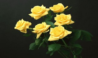 黄玫瑰的花语（黄玫瑰的花语和象征意义）