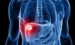 人体肝脏在哪个位置 肝病的早期信号
