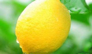 柠檬的作用与功效 柠檬的十大神奇功效