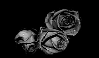 黑色玫瑰花语 黑色玫瑰花语代表什么