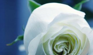 白色玫瑰花语（白色玫瑰花语代表什么）