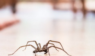 家里有蜘蛛怎么办 家里有蜘蛛怎么办会不会咬人