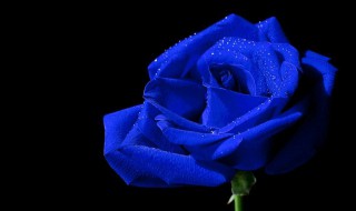 蓝色玫瑰花语（蓝色玫瑰花语代表什么）