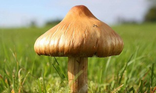 蘑菇是什么 蘑菇是什么生物