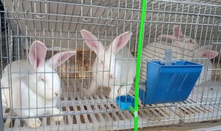 獭兔养殖技术 獭兔养殖技术大全