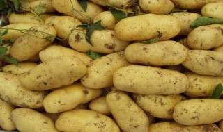 吃土豆会胖吗 减肥期间吃土豆会胖吗