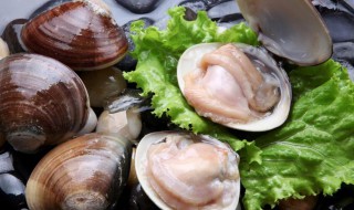 大贝壳怎么做好吃 大贝壳怎么做好吃又简单的做法
