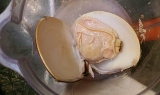 海蚌怎么做好吃 海蚌怎么做好吃又简单视频
