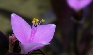 紫鸭趾草怎么养漂亮 紫鸭趾草怎么栽漂亮