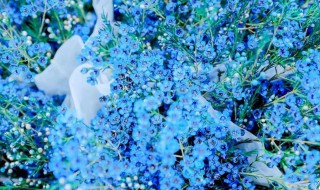 蓝色满天星的花语 蓝色满天星的花语唯美句子