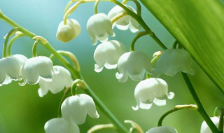 铃兰花语和寓意 铃兰花的种植方法和注意事项